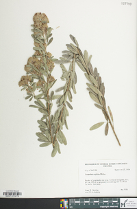 Lespedeza capitata image