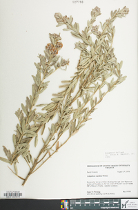 Lespedeza capitata image