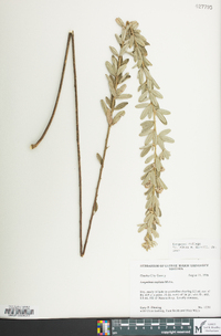 Lespedeza capitata image