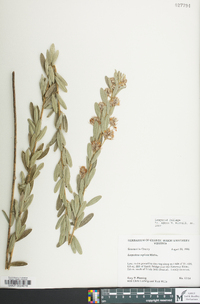 Lespedeza capitata image