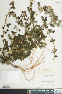 Lespedeza violacea image