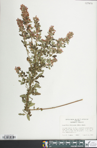 Lespedeza violacea image