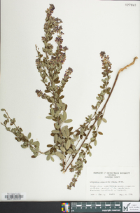 Lespedeza violacea image