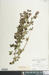 Lespedeza violacea image