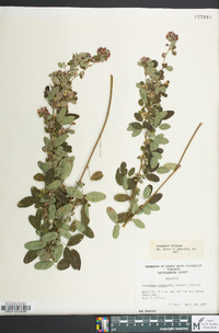 Lespedeza violacea image