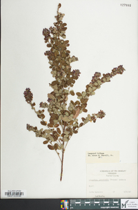 Lespedeza violacea image