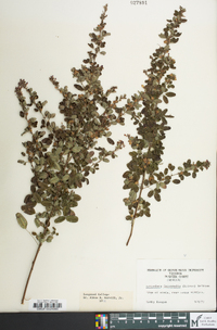 Lespedeza violacea image