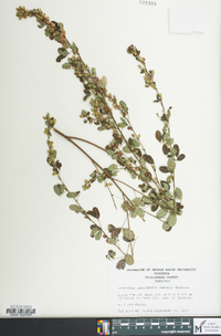 Lespedeza violacea image