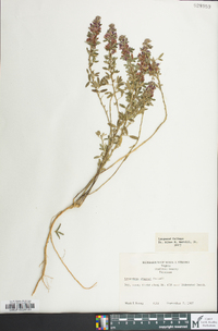 Lespedeza stuevei image