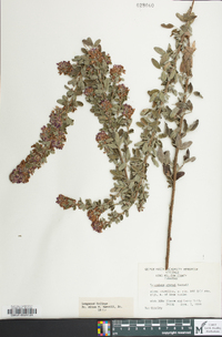 Lespedeza stuevei image