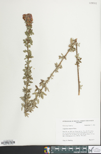 Lespedeza stuevei image