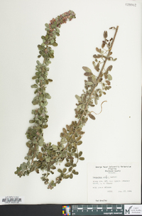 Lespedeza stuevei image