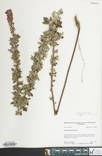 Lespedeza stuevei image