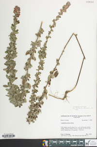 Lespedeza stuevei image