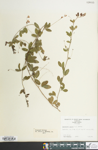 Lespedeza repens image