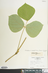 Pueraria montana var. lobata image