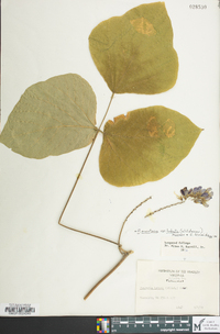 Pueraria montana image