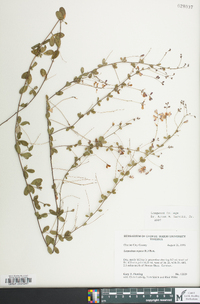 Lespedeza repens image