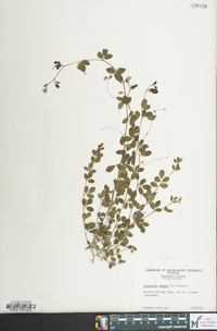 Lespedeza repens image