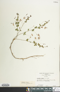 Lespedeza repens image