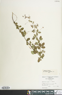 Lespedeza repens image