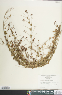 Lespedeza repens image