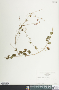 Lespedeza repens image