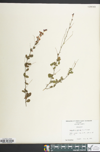 Lespedeza repens image