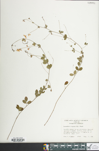 Lespedeza repens image