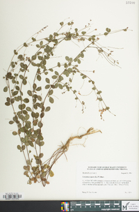 Lespedeza repens image