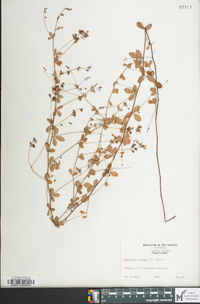 Lespedeza repens image