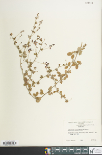 Lespedeza procumbens image