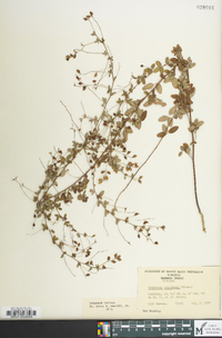 Lespedeza procumbens image