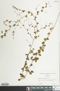 Lespedeza procumbens image