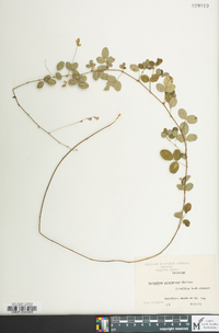 Lespedeza procumbens image