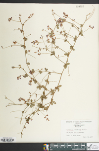 Lespedeza procumbens image