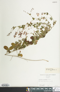 Lespedeza procumbens image