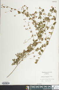 Lespedeza procumbens image