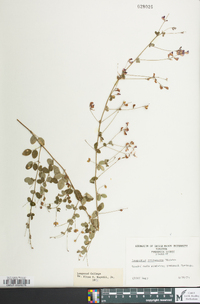 Lespedeza procumbens image