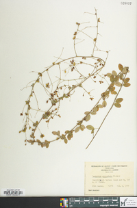 Lespedeza procumbens image