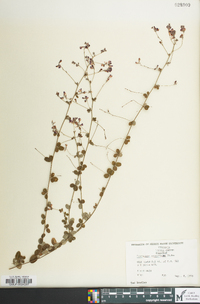 Lespedeza procumbens image