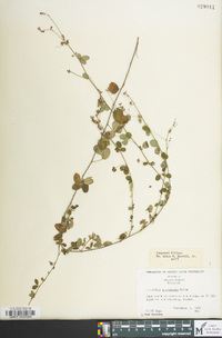 Lespedeza procumbens image