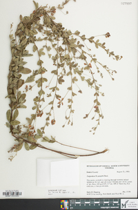 Lespedeza × nuttallii image