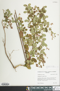 Lespedeza × nuttallii image