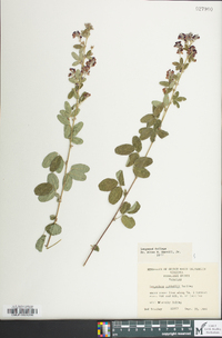 Lespedeza × nuttallii image