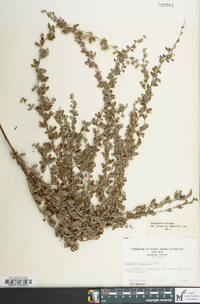 Lespedeza × nuttallii image