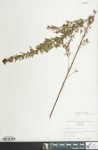 Lespedeza virginica image