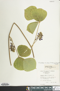 Pueraria montana var. lobata image