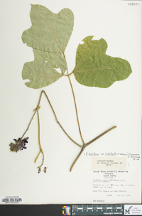 Pueraria montana var. lobata image