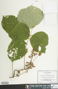 Pueraria montana image